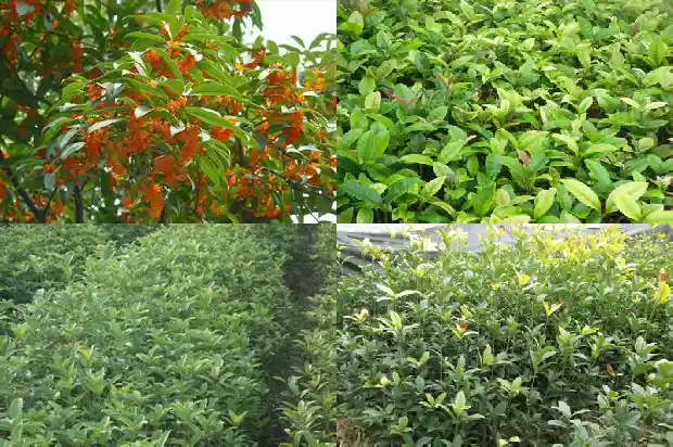嫁接桂花不开花的解决方法1687222481891