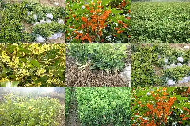 桂花怎么嫁接成活率高1687222492077