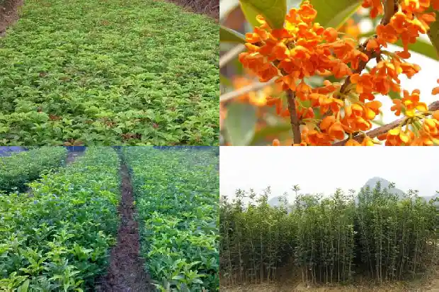 桂花怎么嫁接成活率高1687222492125