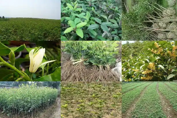 移栽后桂花树嫩芽蔫了还能活吗1687222499857