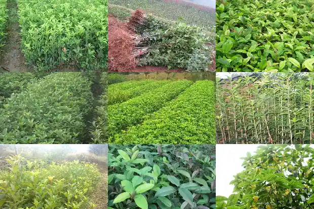 移栽的桂花树叶子蔫了1687222509557