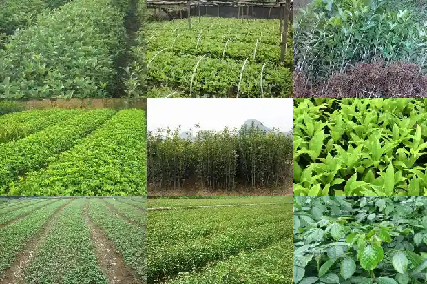 地栽桂花树一发芽就枯了什么情况1687222521347