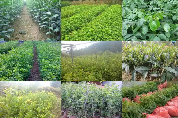 地栽桂花树一发芽就枯了什么情况1687222521441