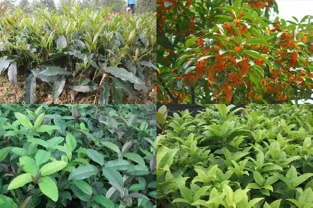 地栽桂花树一发芽就枯了什么情况1687222521488
