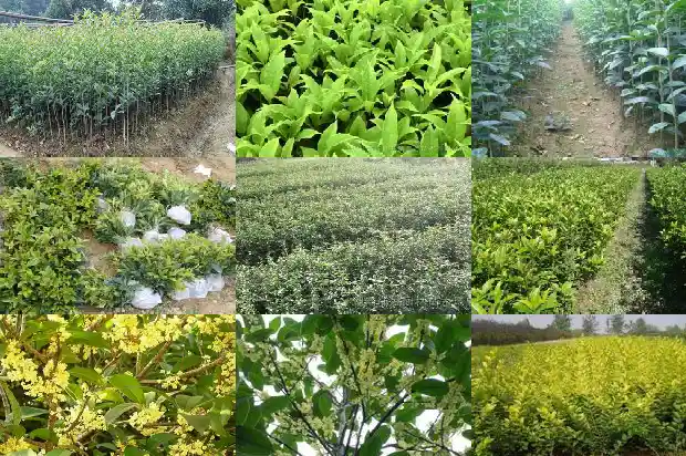 桂花树移栽后不开花怎么回事1687222533308