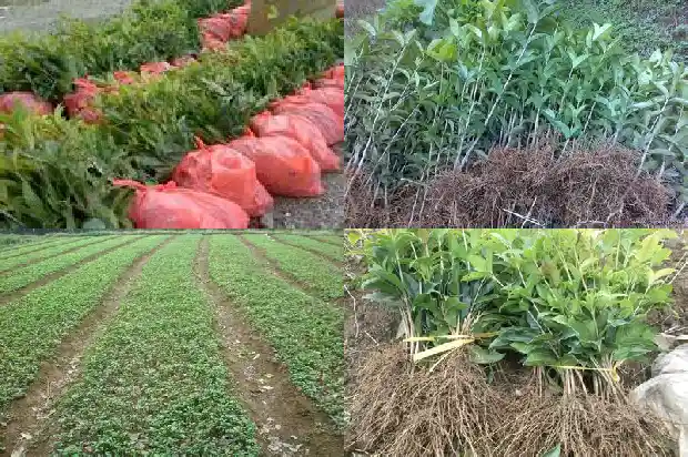 桂花树移栽后不开花怎么回事1687222533356