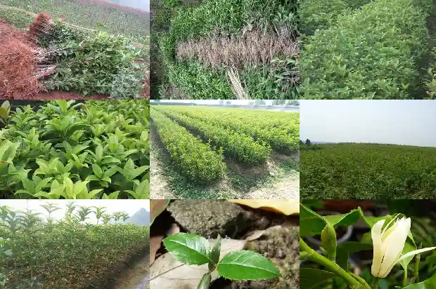 桂花树移栽后不开花怎么回事1687222533403