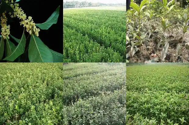 桂花树移栽后不开花怎么回事1687222533451
