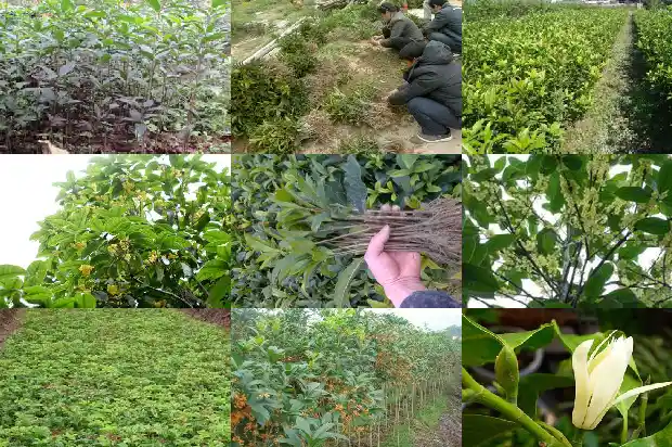 移栽的桂花树叶子枯了会活吗1687222552084