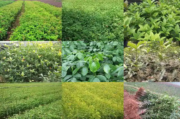 干枯的桂花苗也能活么?1687222559657