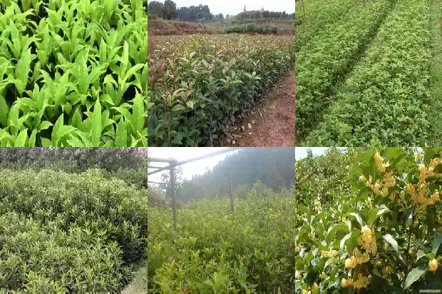桂花树变干枯怎么办1687222567068