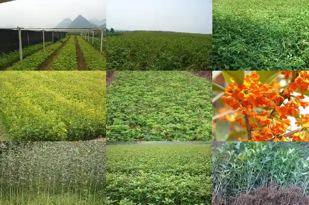 桂花树缓苗期1687222576341