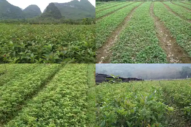 桂花树缓苗期1687222576387