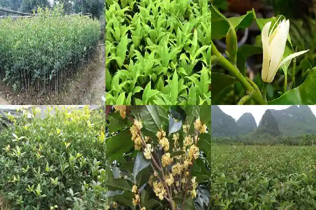 桂花树苗干枯了能不能救活呢1687222586185