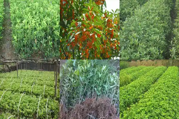桂花树苗叶子干枯1687222593681