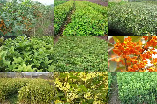 桂花苗木价格2020最新价格查询1689985596668