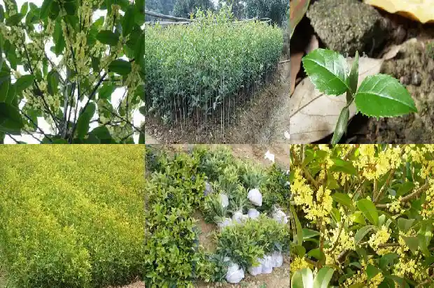 现在可以嫁接桂花树吗北方1687222618884