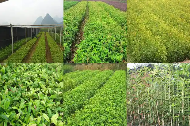 桂花树能不能嫁接桂花1687222636525