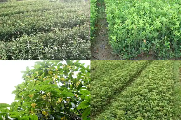 桂花树能不能嫁接桂花1687222636572