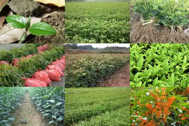桂花树能不能嫁接对节白蜡1687222646108