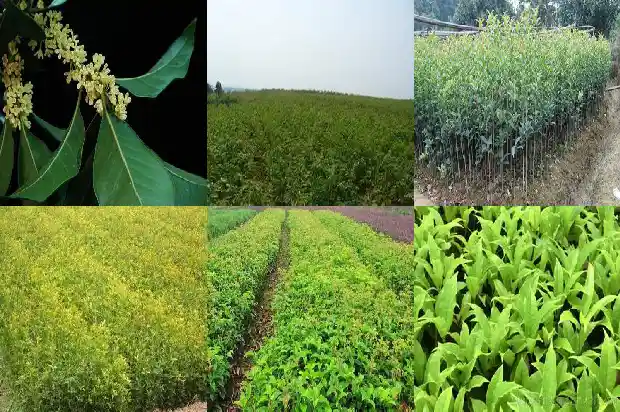 桂花树什么时候嫁接成活率高1687222663512