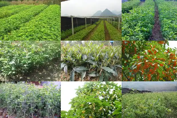 桂花树什么时候嫁接成活率高1687222663560