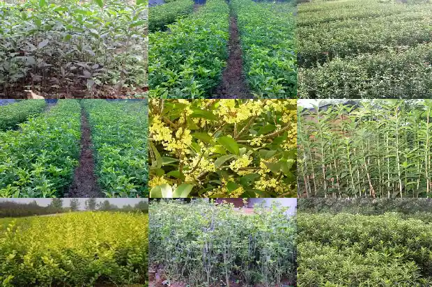 桂花树什么时候嫁接成活率高1687222663608