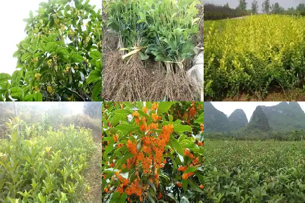 广西桂花树价格表1689725647028