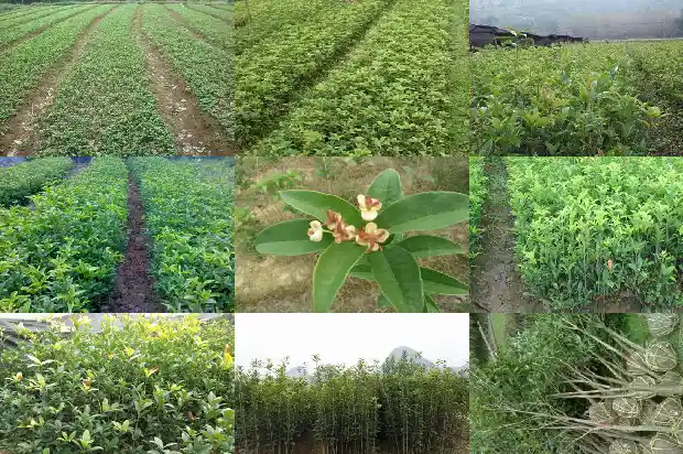 桂花树用什么树嫁接容易成活率高1687222681171