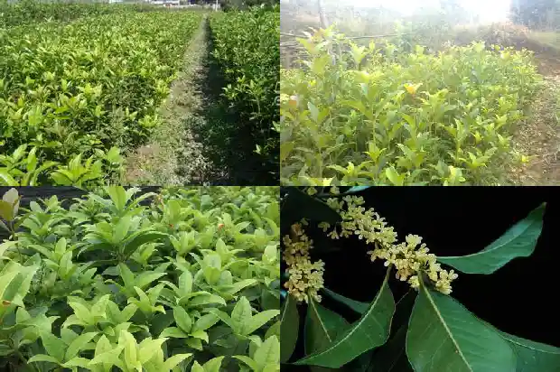 桂花树嫁接后几年开花啊1687222691027