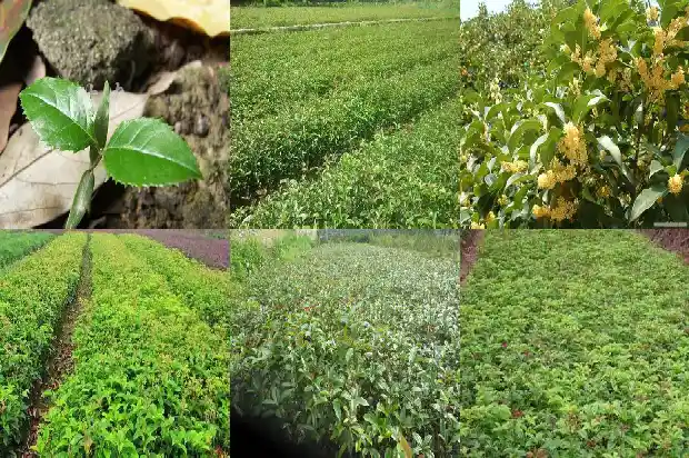 桂花树嫁接后几年开花啊1687222691074