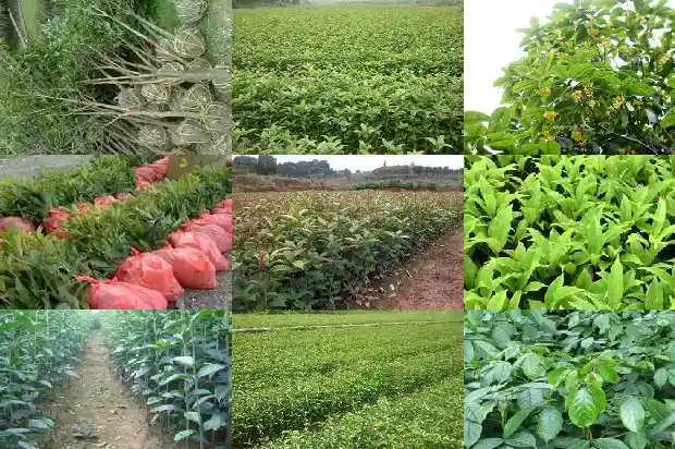 桂花树嫁接后几年开花啊1687222691121