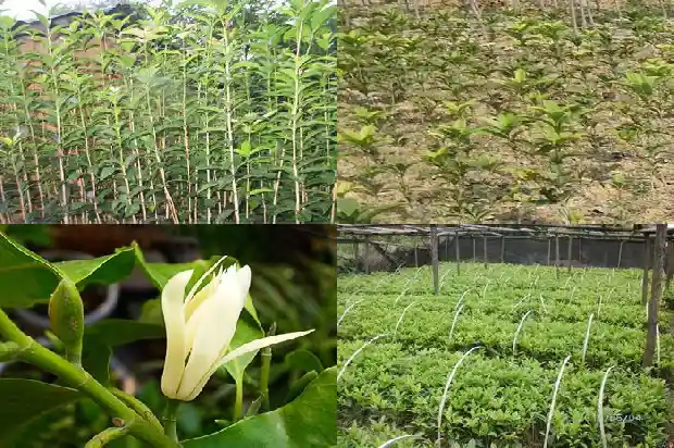 嫁接桂花移栽后多久活过来啊1687222701144