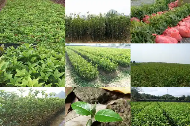 嫁接桂花移栽后多久活过来啊1687222701191