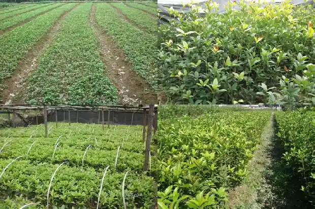 盆栽桂花什么时候换盆最好1689208017190
