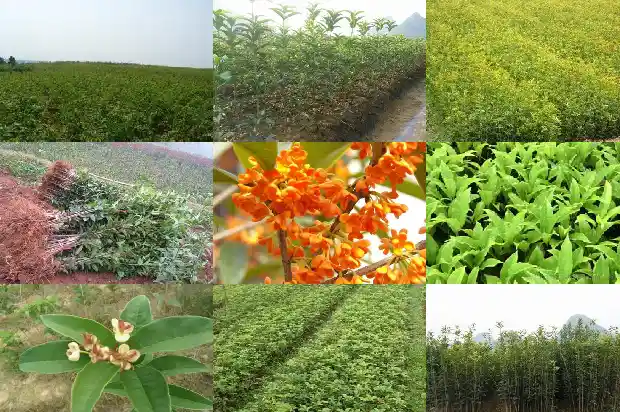 嫁接桂花几年后才能开花1687222713105