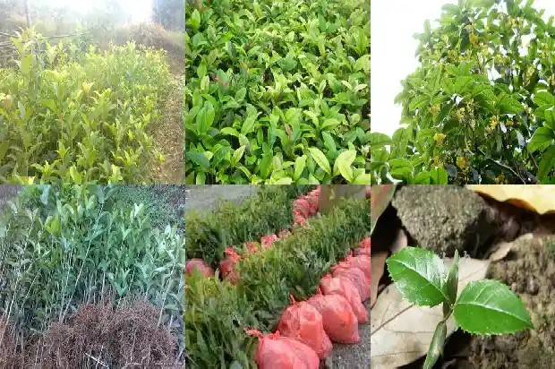 嫁接桂花几年后才能开花1687222713153