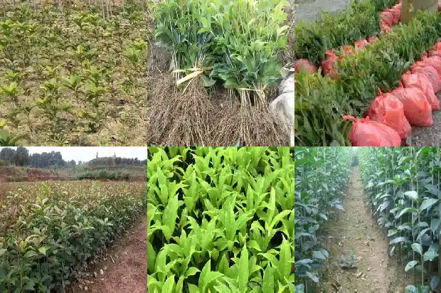 桂花嫁接多久成活1687222720766
