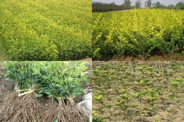 桂花树嫁接砧木树有那些品种1687222728472