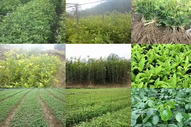 桂花树嫁接砧木树有那些品种1687222728520