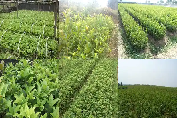 桂花嫁接砧木有哪些1687222736150