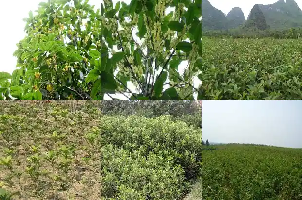 桂花树可以用什么砧木嫁接1687222746277