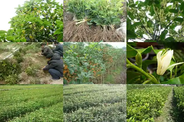 桂花树可以用什么砧木嫁接1687222746324