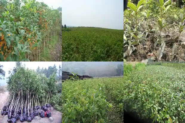 桂花树可以用什么砧木嫁接1687222746372