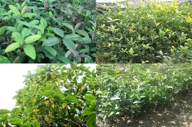 桂花嫁接用什么砧木最好1687222756268