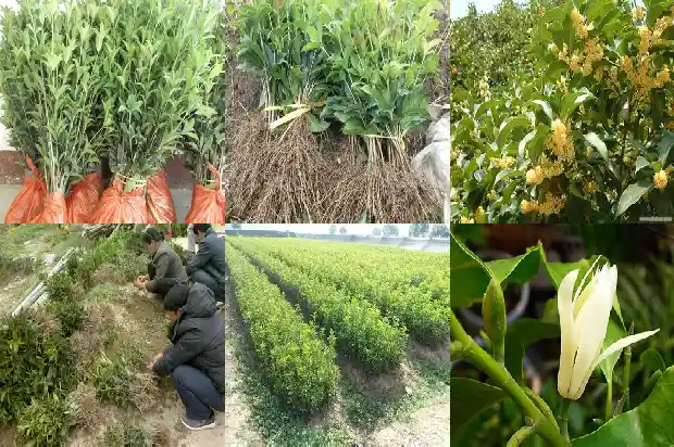 桂花嫁接用什么砧木最好1687222756315