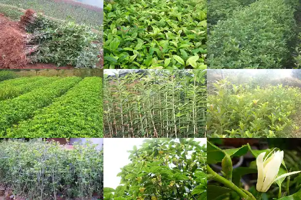桂花嫁接用什么砧木最好1687222756361
