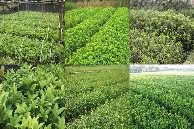 桂花嫁接用什么砧木1687222767946