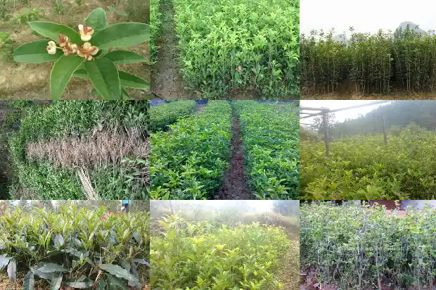 桂花嫁接用什么砧木1687222768042
