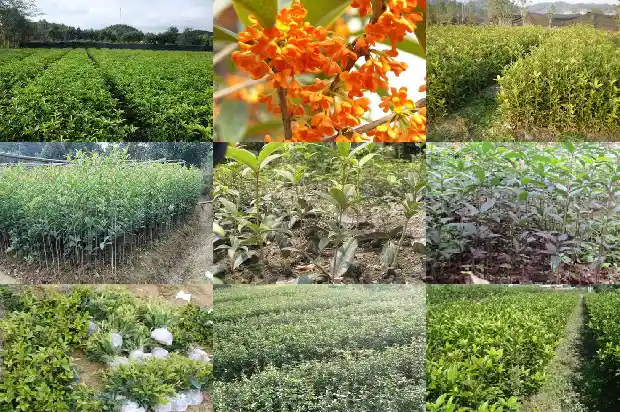 嫁接桂花树的砧木是什么1687222777898